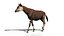 3D Okapi animated