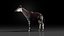 3D Okapi animated