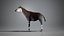3D Okapi animated