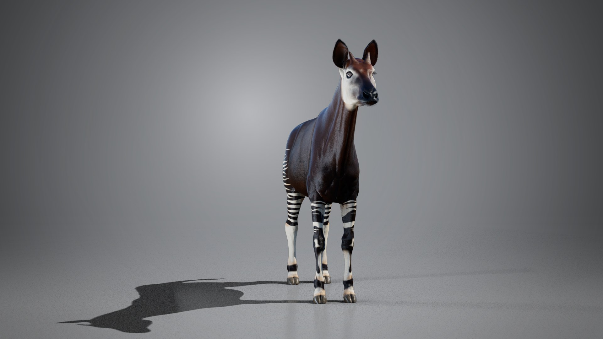 3D Okapi Animated - TurboSquid 2499609