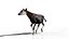 3D Okapi animated