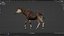 3D Okapi animated