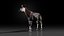 3D Okapi animated