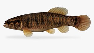 central mudminnow 3D model