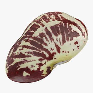 Giant Calico Lima Bean - 3D Scanned 3D model