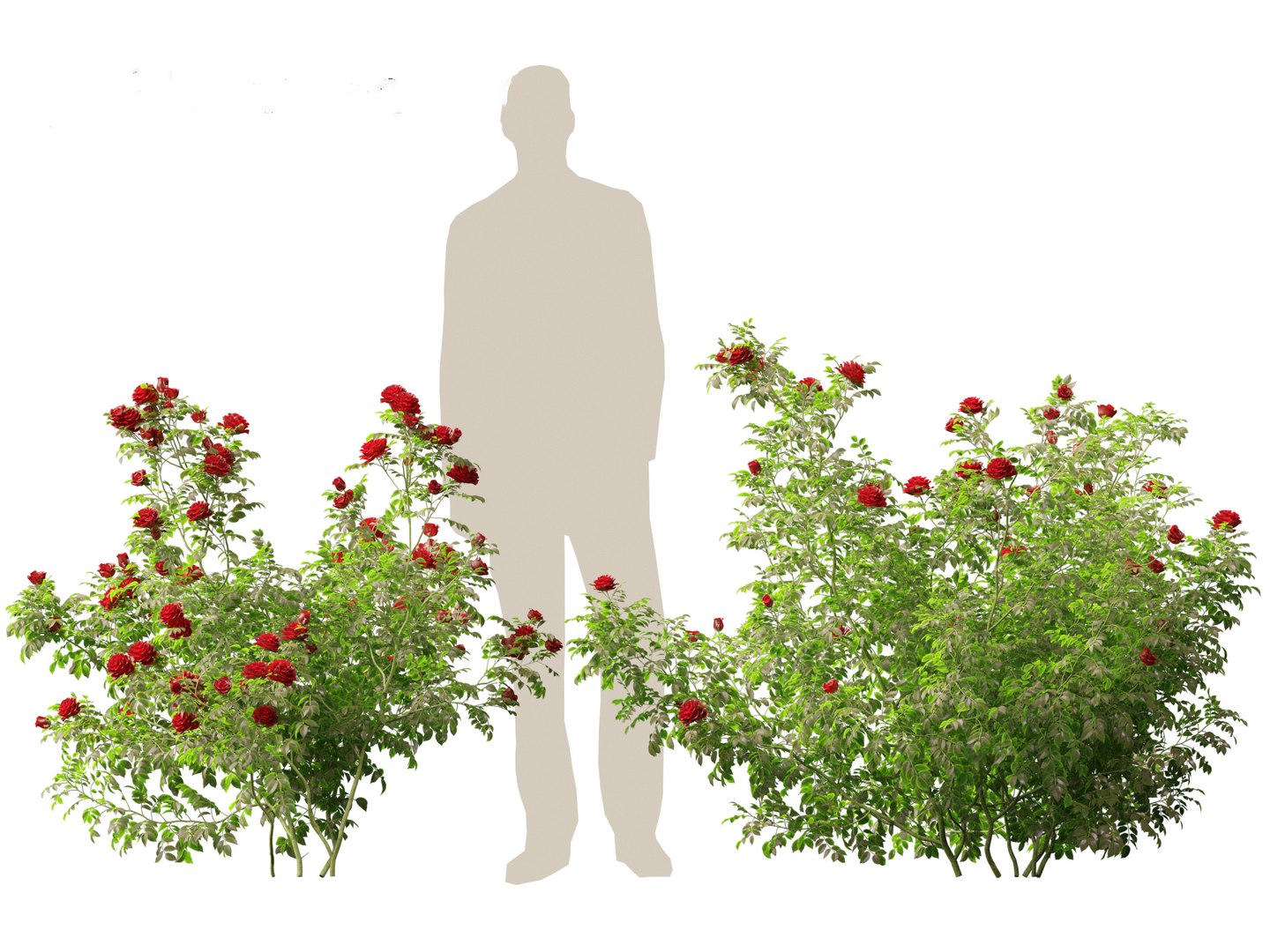 3D Rose - the genus Rosa model https://p.turbosquid.com/ts-thumb/tQ/ETp4uV/AK/rose015/jpg/1699536992/1920x1080/fit_q87/250bdeebbf8299504694b2da0f08aace8be0e40b/rose015.jpg