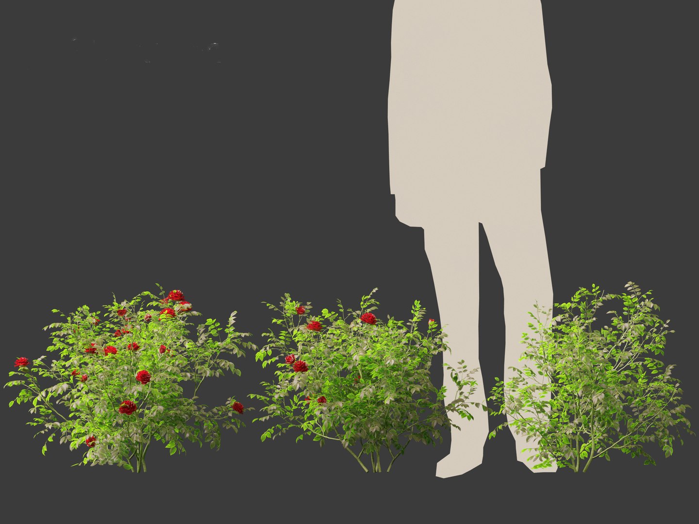 3D Rose - the genus Rosa model https://p.turbosquid.com/ts-thumb/tQ/ETp4uV/At/rose014/jpg/1699536988/1920x1080/fit_q87/1ba8584434fb610edfe4ef6099d5791eed740814/rose014.jpg