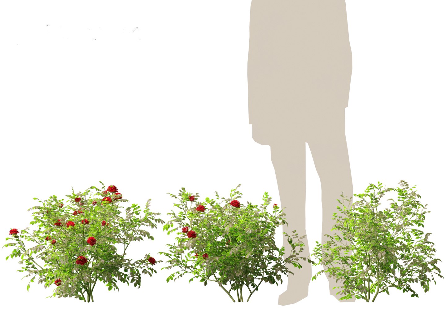 3D Rose - the genus Rosa model https://p.turbosquid.com/ts-thumb/tQ/ETp4uV/MK/rose013/jpg/1699536992/1920x1080/fit_q87/f43bea5a91f927eb35b90e84065f3808f7aafe8d/rose013.jpg