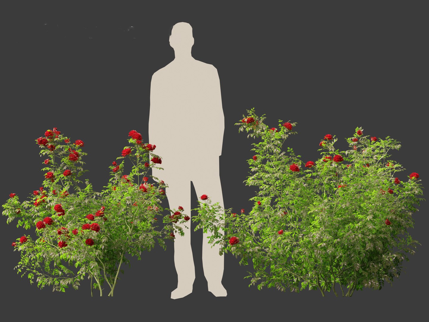 3D Rose - the genus Rosa model https://p.turbosquid.com/ts-thumb/tQ/ETp4uV/qZ/rose016/jpg/1699536995/1920x1080/fit_q87/898aaa9038856a2c0c507879cfe06c2590717de8/rose016.jpg