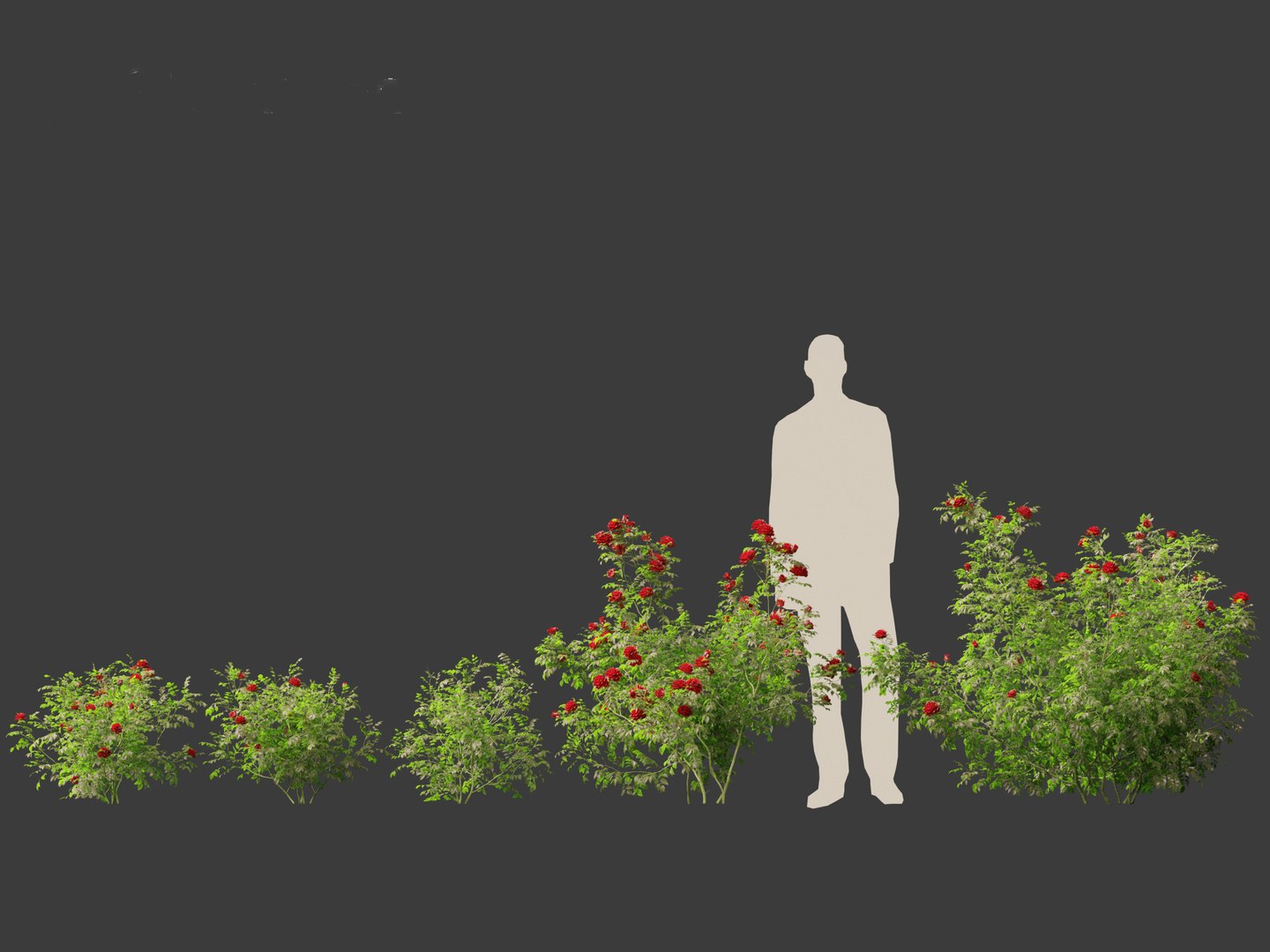 3D Rose - the genus Rosa model https://p.turbosquid.com/ts-thumb/tQ/ETp4uV/si/rose012/jpg/1699536978/1920x1080/fit_q87/4e6fed672126a355fe6e285768bb97d019954b7e/rose012.jpg