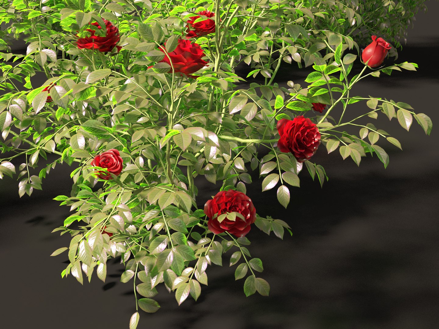3D Rose - the genus Rosa model https://p.turbosquid.com/ts-thumb/tQ/ETp4uV/yr/rose018/jpg/1699537006/1920x1080/fit_q87/46f41938840c745b3270e87977c9beefbd153c59/rose018.jpg