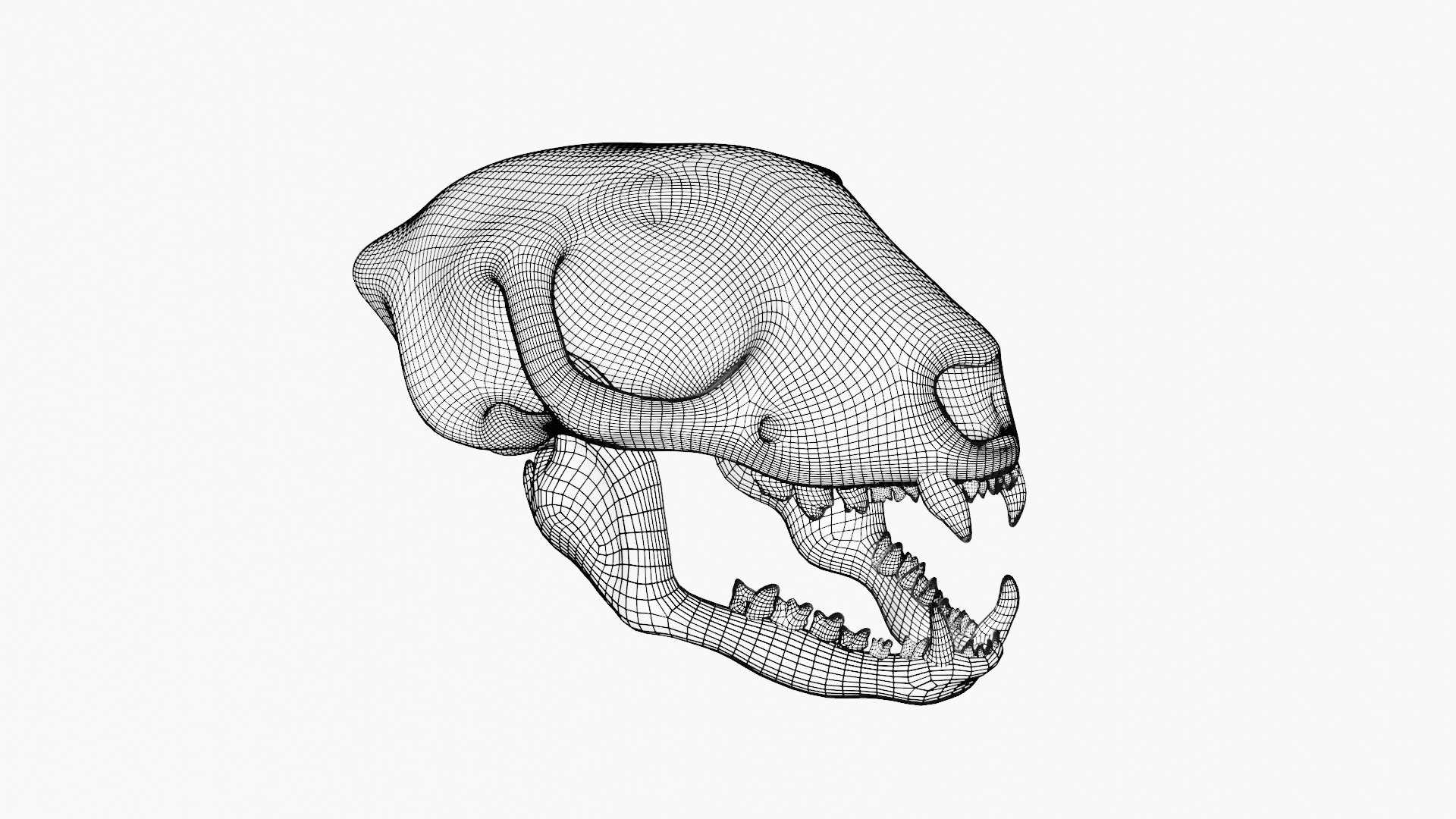Meerkat Skull Model - TurboSquid 1992824
