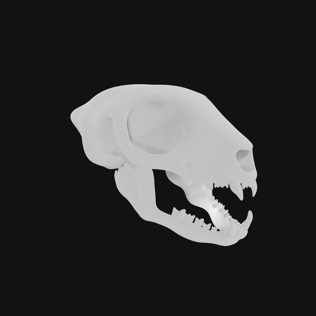 modelo 3d Meerkat Skull - TurboSquid 1992824