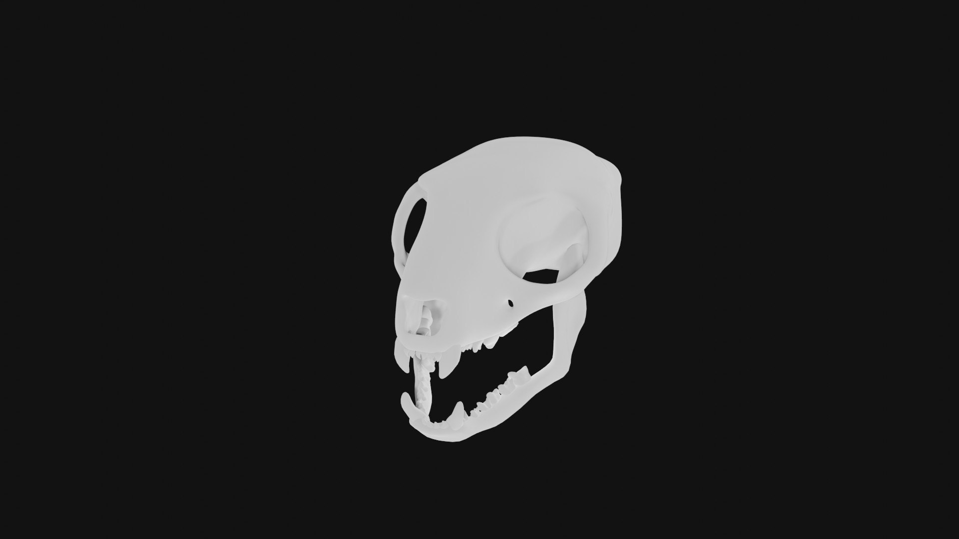 Meerkat Skull Model - TurboSquid 1992824