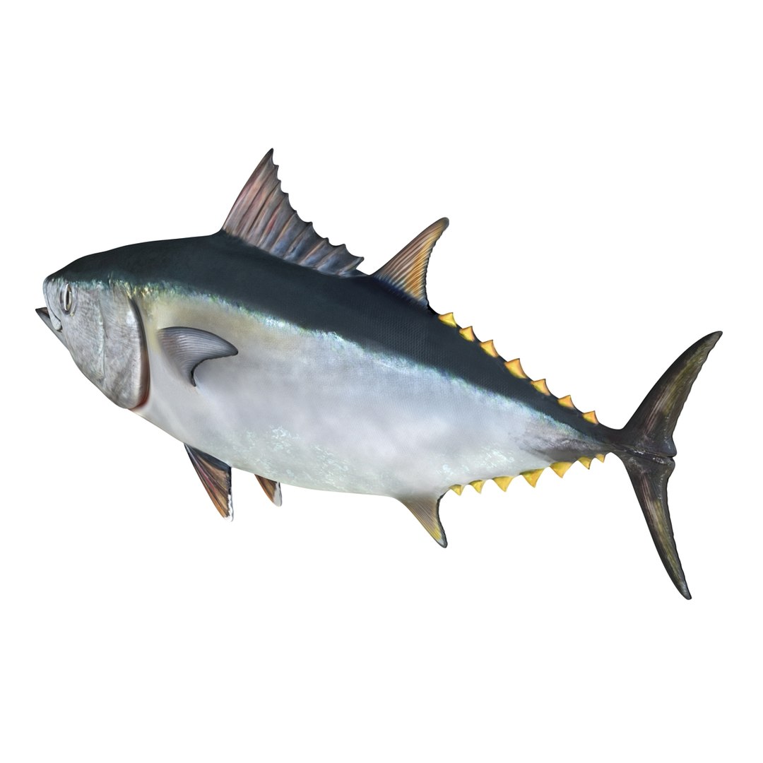 tuna fish rigged 3d model