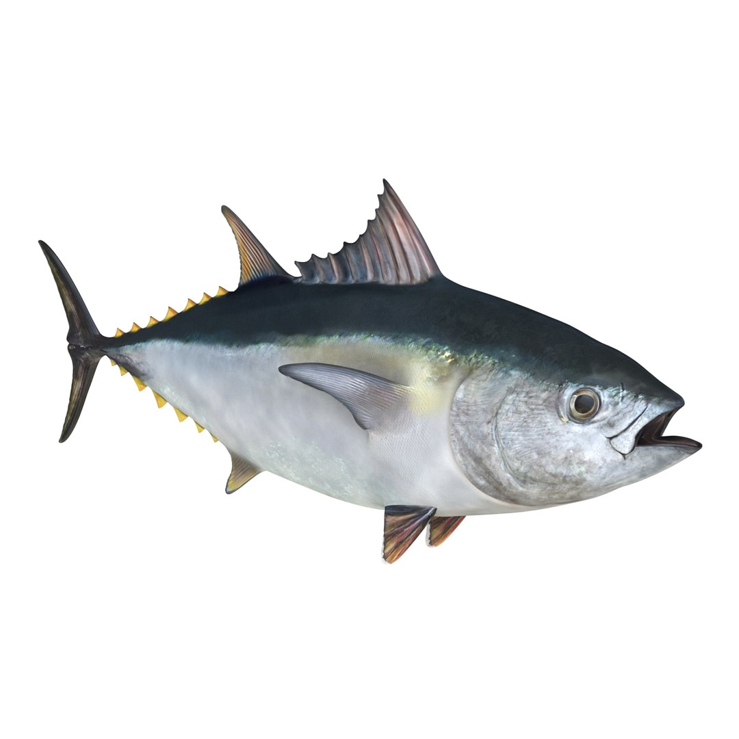 tuna fish rigged 3d model
