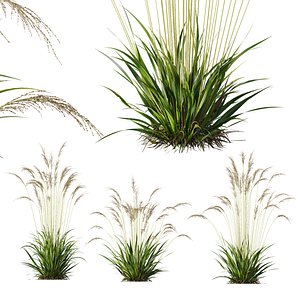 3D model HQ Plants Molinia Caerulea Heidebraut Kleines Pfeifengras Version02Vray max