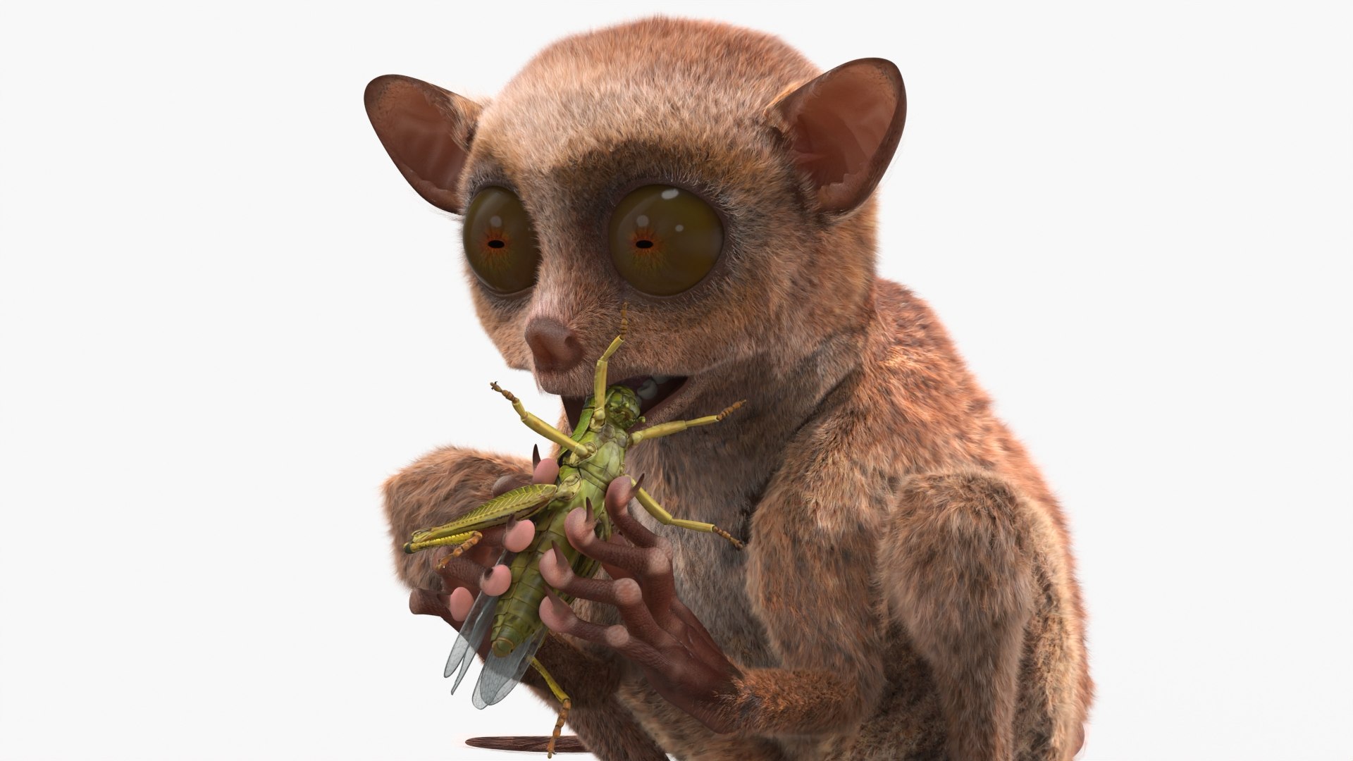 Tarsier Eating Grasshopper Fur 3D model preview
