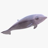 Cuvier's Beaked Whale
