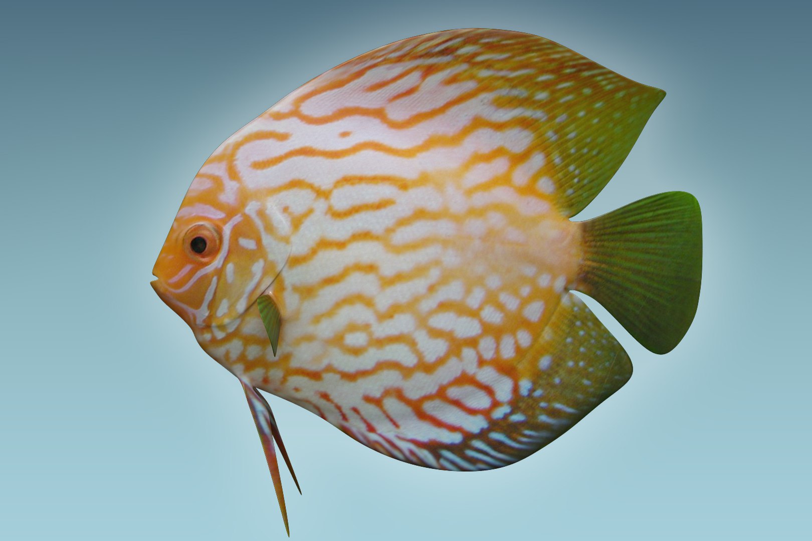 Discus Fish 7 Model - TurboSquid 1208912