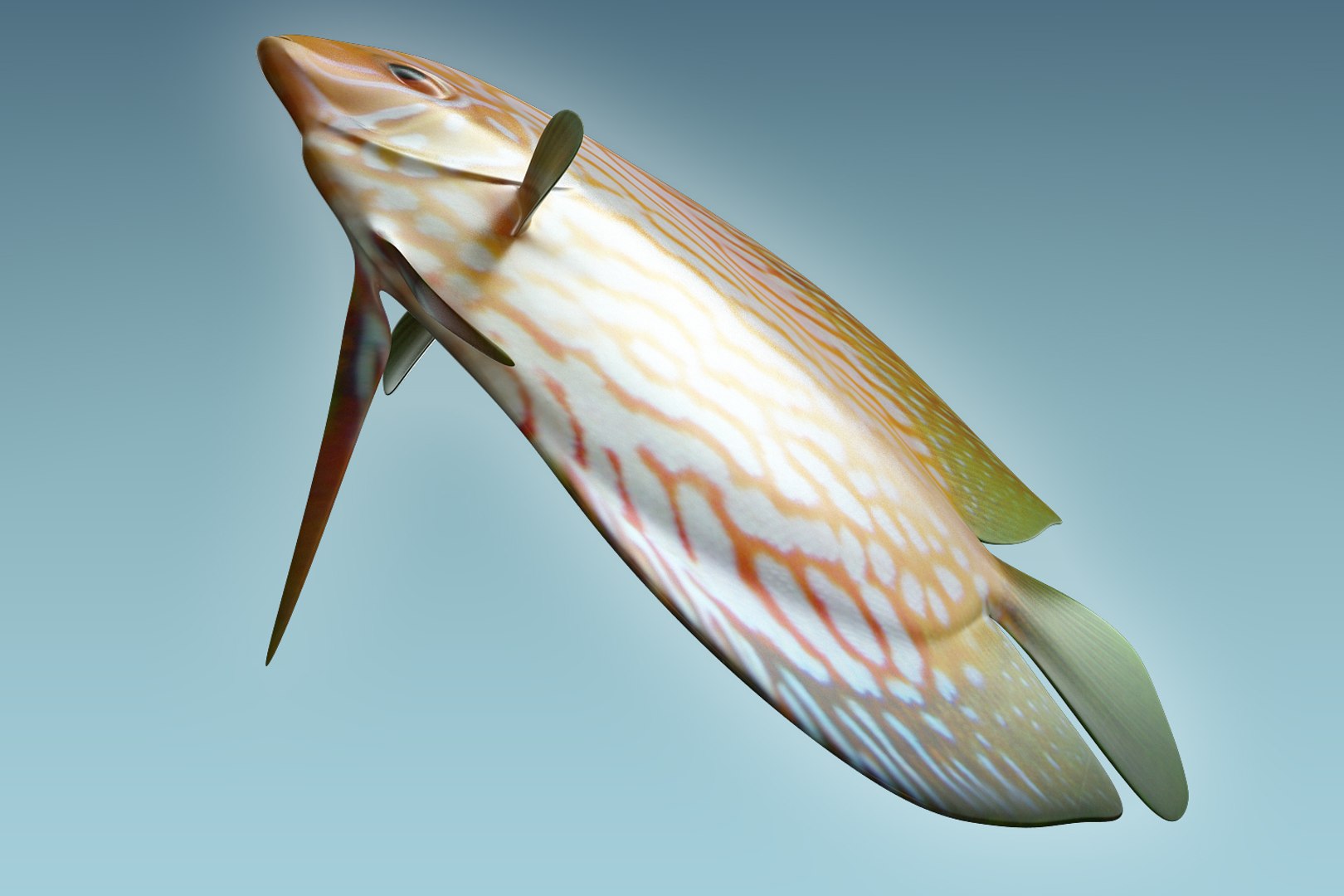 Discus Fish 7 Model - TurboSquid 1208912