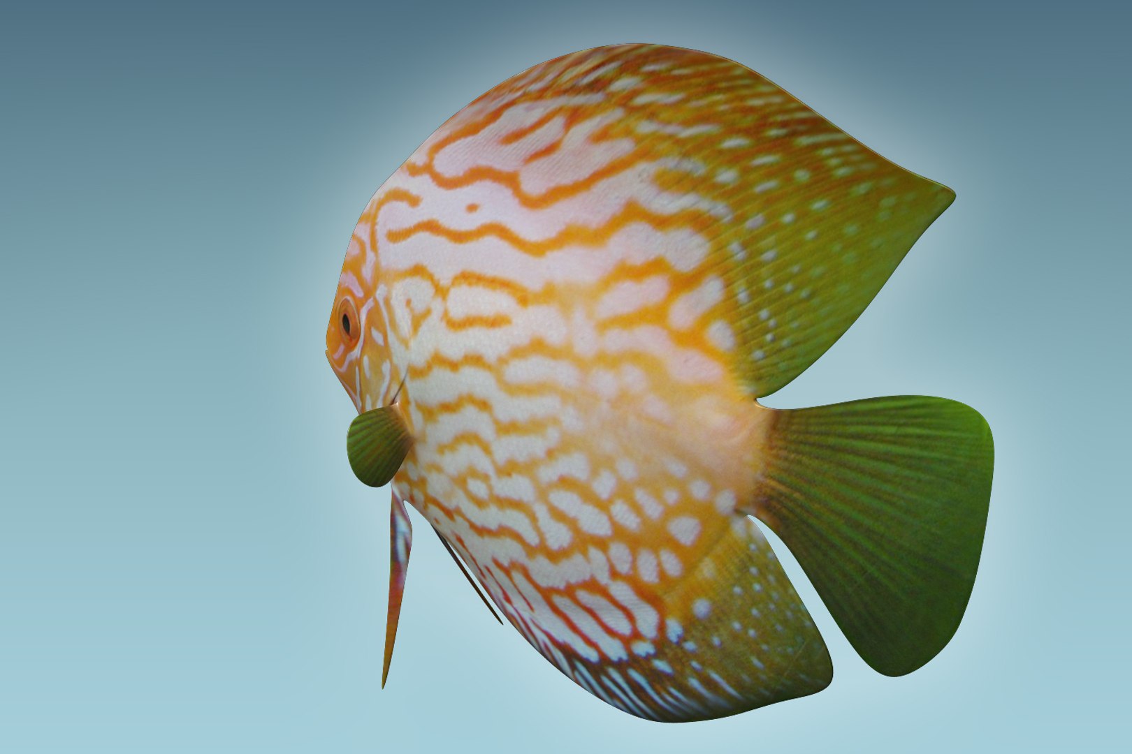 Discus Fish 7 Model - TurboSquid 1208912