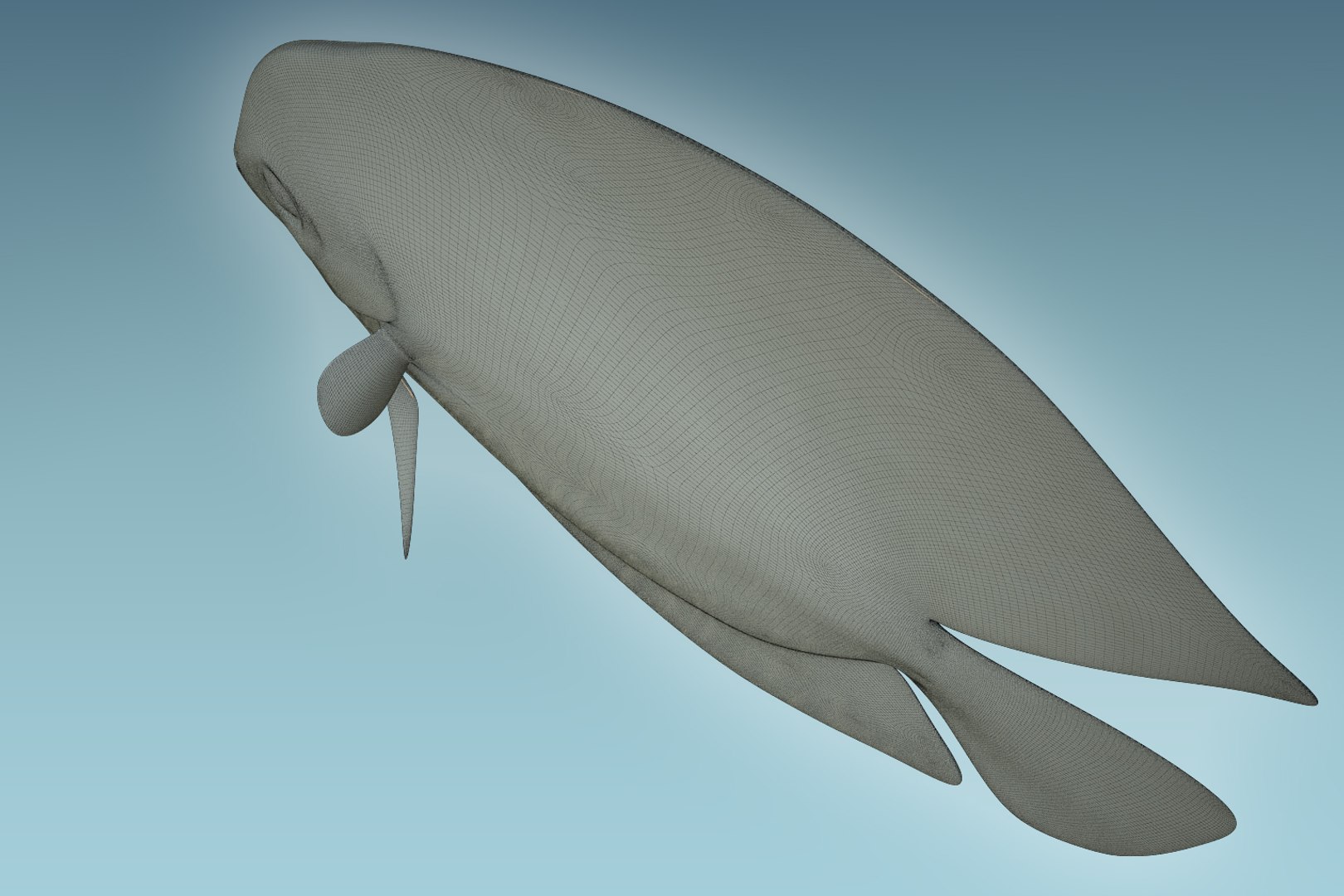 Discus Fish 7 Model - TurboSquid 1208912