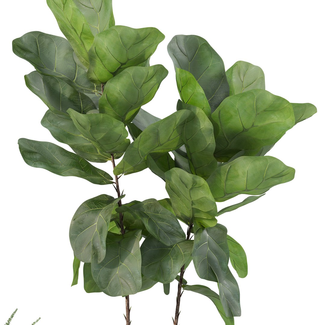 Plants Collection 214 - Bamboo Croton Fern Ficus Model - TurboSquid 2243960