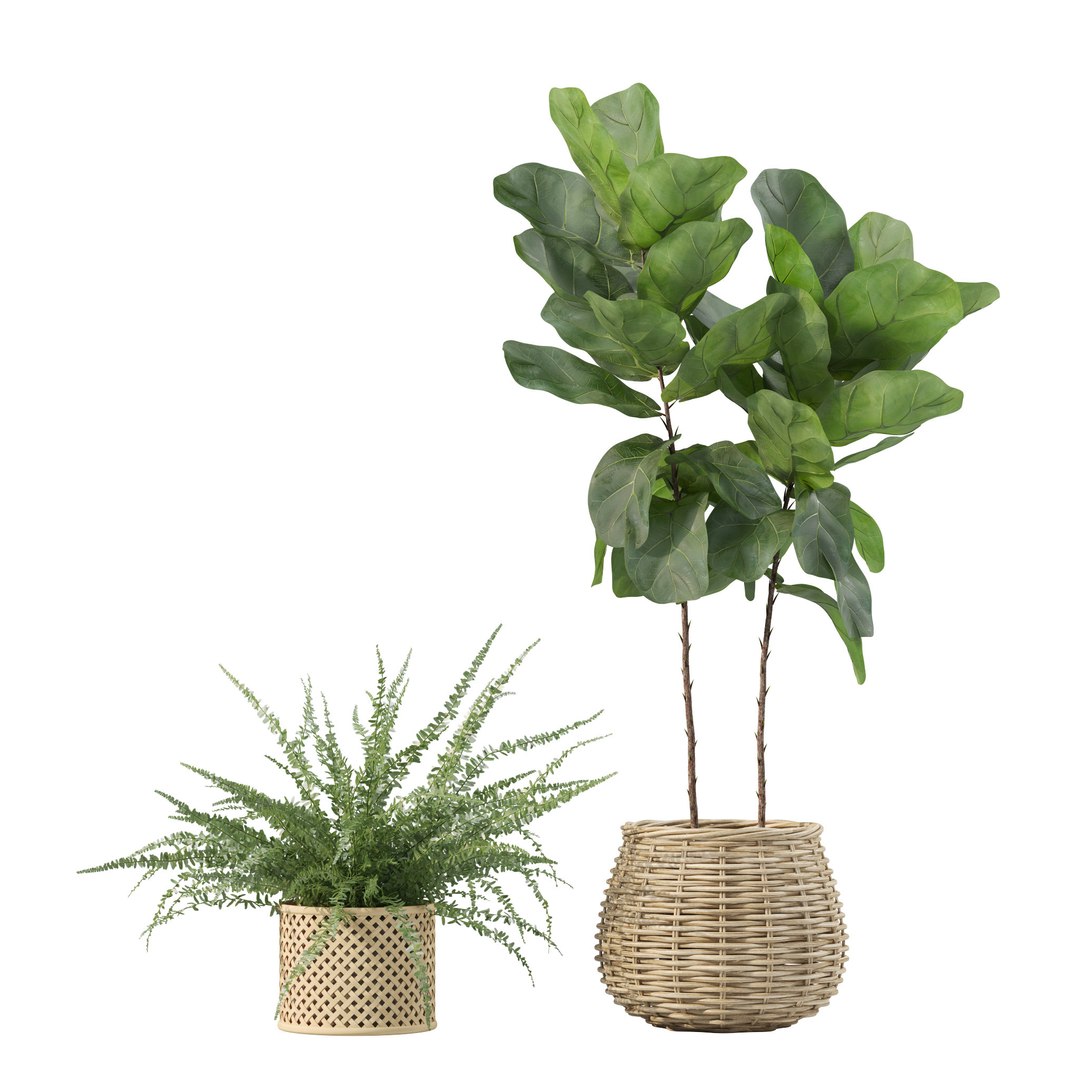 Plants Collection 214 - Bamboo Croton Fern Ficus Model - TurboSquid 2243960
