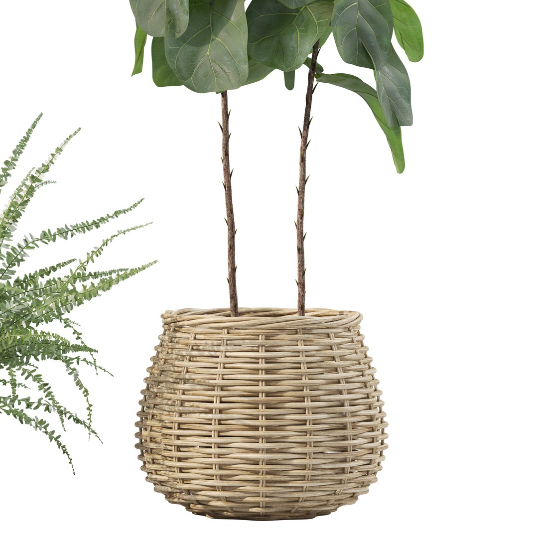 Plants Collection 214 - Bamboo Croton Fern Ficus Model - TurboSquid 2243960