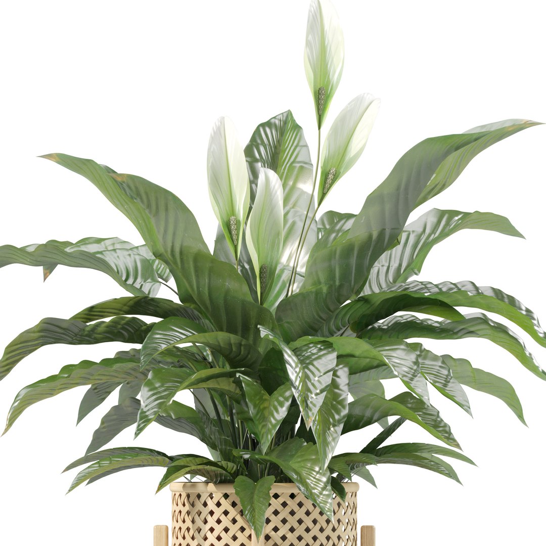 Plants Collection 214 - Bamboo Croton Fern Ficus Model - TurboSquid 2243960