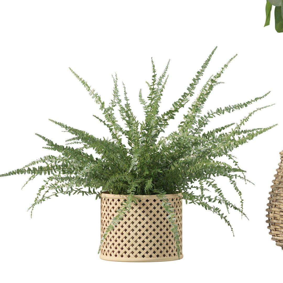 Plants Collection 214 - Bamboo Croton Fern Ficus Model - TurboSquid 2243960