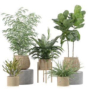 Plants collection 214 - bamboo croton fern ficus model