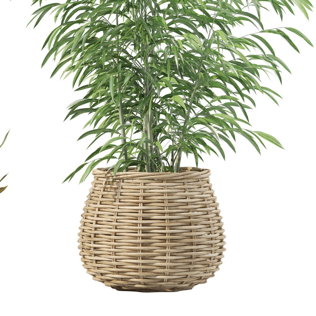 Plants Collection 214 - Bamboo Croton Fern Ficus Model - TurboSquid 2243960