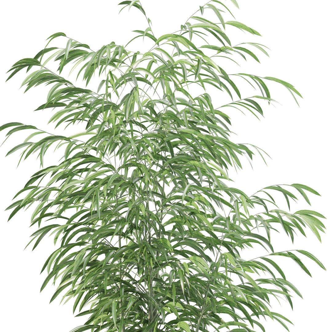 Plants Collection 214 - Bamboo Croton Fern Ficus Model - TurboSquid 2243960