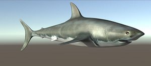 Shark