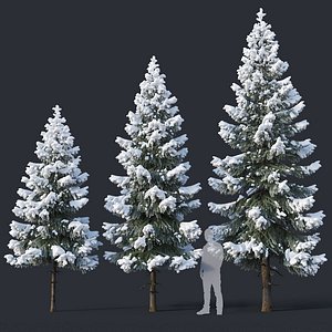 fir trees 4 3-6 3D