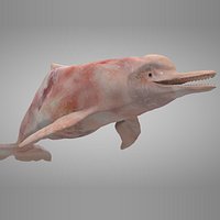 Amazon River Dolphin L142