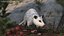 Opossum in Walking Pose