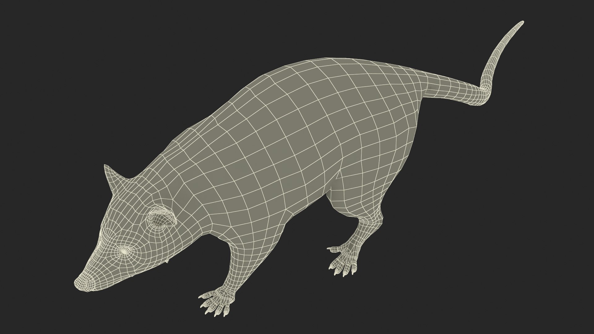 3D Opossum in Walking Pose model https://p.turbosquid.com/ts-thumb/tR/7qVLHn/7q/opossum_in_walking_pose_018/jpg/1746076121/1920x1080/fit_q87/211ab4ecb2e403e5fe60691c48c61086acdc0f5a/opossum_in_walking_pose_018.jpg