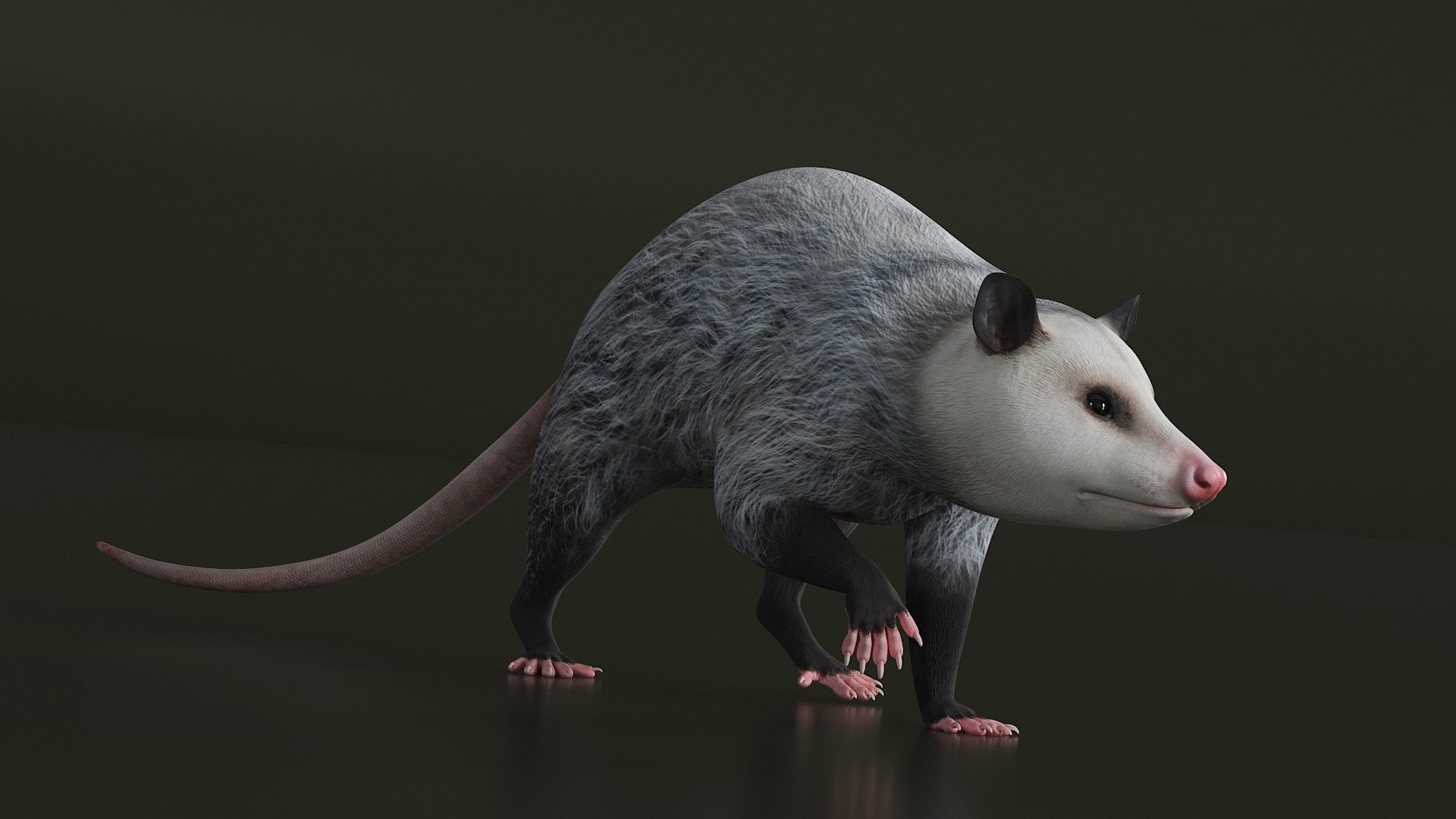 3D Opossum in Walking Pose model https://p.turbosquid.com/ts-thumb/tR/7qVLHn/Hd/opossum_in_walking_pose_005/jpg/1746076081/1920x1080/fit_q87/8b3816aa20161f99616bbbfc9d681a0750541583/opossum_in_walking_pose_005.jpg