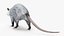 Opossum in Walking Pose