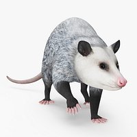 Opossum in Walking Pose