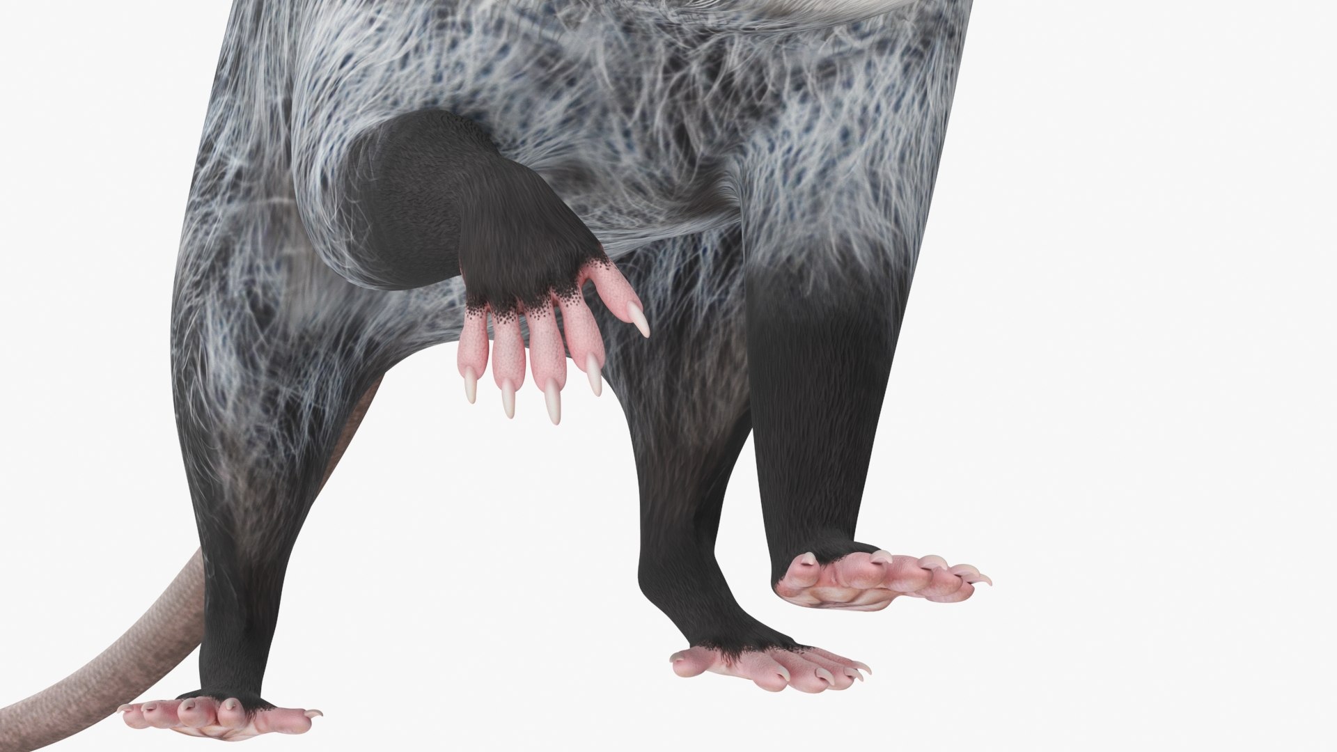 3D Opossum in Walking Pose model https://p.turbosquid.com/ts-thumb/tR/7qVLHn/O7/opossum_in_walking_pose_010/jpg/1746076096/1920x1080/fit_q87/8b2c55178294ed4da426f6b3c13f49602a7b4db4/opossum_in_walking_pose_010.jpg