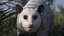 Opossum in Walking Pose