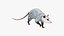 Opossum in Walking Pose