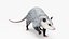 Opossum in Walking Pose