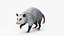 Opossum in Walking Pose