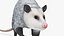 Opossum in Walking Pose