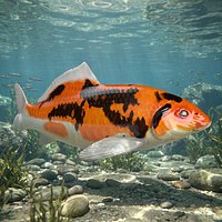 Koi Fish Rigged For Blender